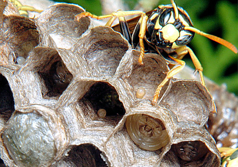 Polystes gallicus  - le sentinelle